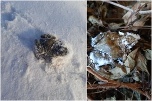 To ant sniego pamatyti tikrai nesitikėjo: sausio viduryje prabudo varlės