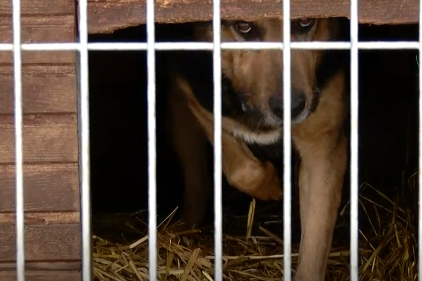 Panevėžio rajone Bistrampolio dvare palaidiems šunims išpjovus danielius, paaiškėjo, kad savaitgalį neįmanoma sulaukti pagalbos.<br> Stop kadras
