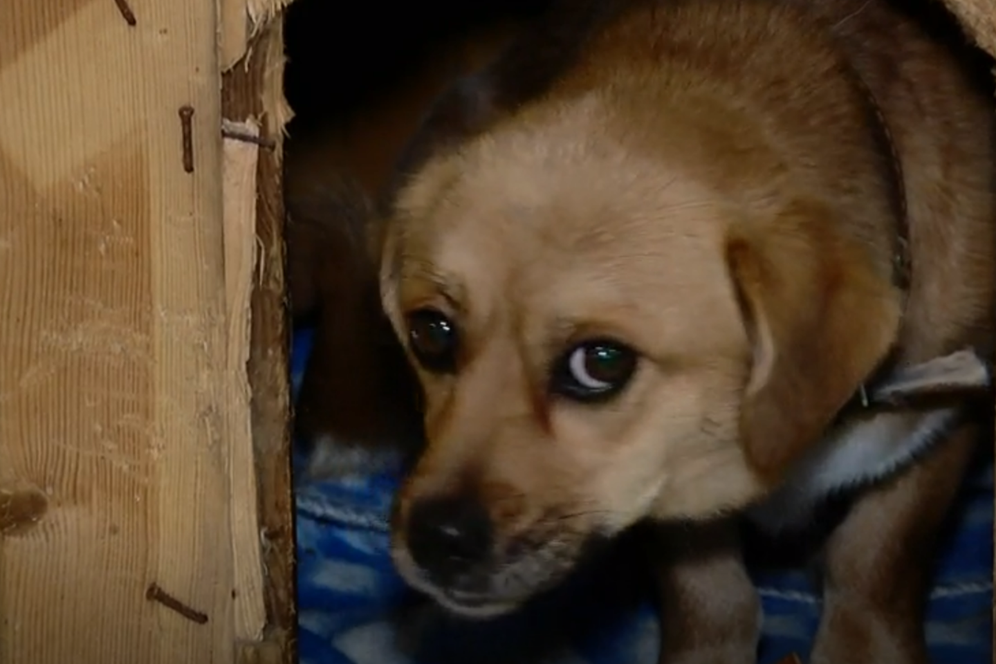 Panevėžio rajone Bistrampolio dvare palaidiems šunims išpjovus danielius, paaiškėjo, kad savaitgalį neįmanoma sulaukti pagalbos.<br> Stop kadras