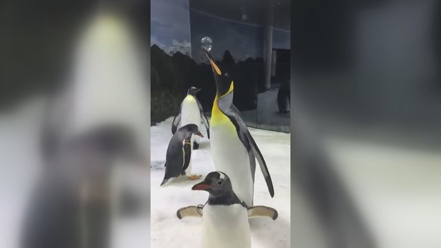Muilo burbulai džiaugsmą sukelia ne tik vaikams: pamatykite, ko griebėsi pingvinai