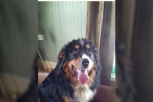 Dingusio Berno zenenhundo Bruklino šeimininkė šaukiasi pagalbos: žada 700 eurų atlygį