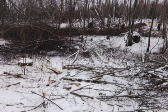 Už neteisėtai iškirstą mišką teks atlyginti daugiau nei 3 tūkst. eurų
