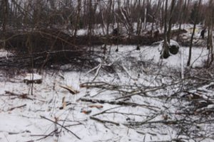 Už neteisėtai iškirstą mišką teks atlyginti daugiau nei 3 tūkst. eurų