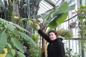 Kretingos muziejaus Žiemos sode pirmąkart žiemą sunoko bananai