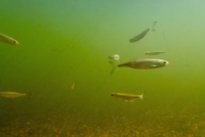 Pernai į šalies vandens telkinius išleista daugiau nei 11 mln. įvairių rūšių žuvų