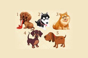 Kuris šuniukas labiausiai patinka? Štai ko žmonės jums pavydi