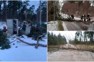 Įvertino stipraus vėjo žalą miškams: išlaužė 33 tūkst. kietmetrių medžių
