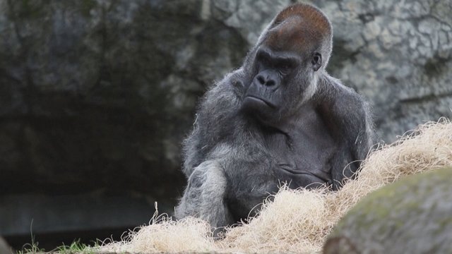 Atlantos zoologijos sode dėl nežinomų priežasčių nugaišo seniausias pasaulyje gorilos patinas