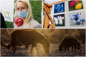 Žiemiškos latvių pagundos: laukiniai arkliai, alaus kelias ir vietos, kur apsąla širdis 