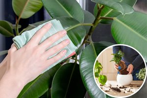 Kambariniai augalai ne visuose būstuose žaliuoja vienodai: ką praleidžiate juos rinkdamiesi