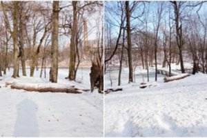 Miesto parke netikėtai išvirtę medžiai užminė mįslę