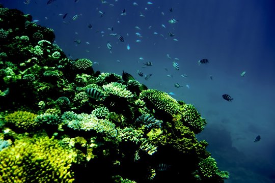 Didžiajam barjeriniui rifui išsaugoti – milijoninės sumos: biologai tiki, kad pastangos bus bergždžios