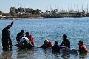 Neeilinė gelbėjimo operacija: prie Atėnų atklydęs banginio jauniklis grąžintas į savo buveinę