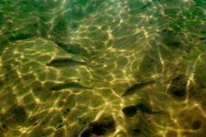 Pernai į vandens telkinius išleista 11,28 mln. žuvų