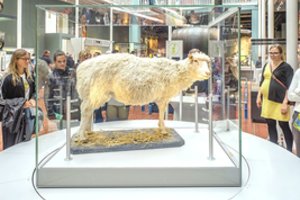 Įdomioji klonavimo istorija: nuo natūralios gamtos iki avytės Dolly