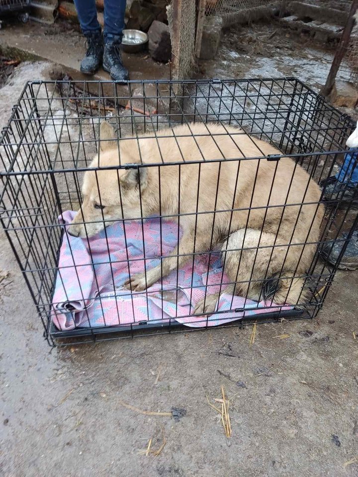  Reido metu buvo išgelbėti 54 šunys, siaubingomis sąlygomis laikyti Kėdainių rajone esančioje nelegalioje daugykloje. Jie buvo perkelti į kitas vietas, pasirūpinus šiltesniais apklotais. <br> VMVT nuotr. 