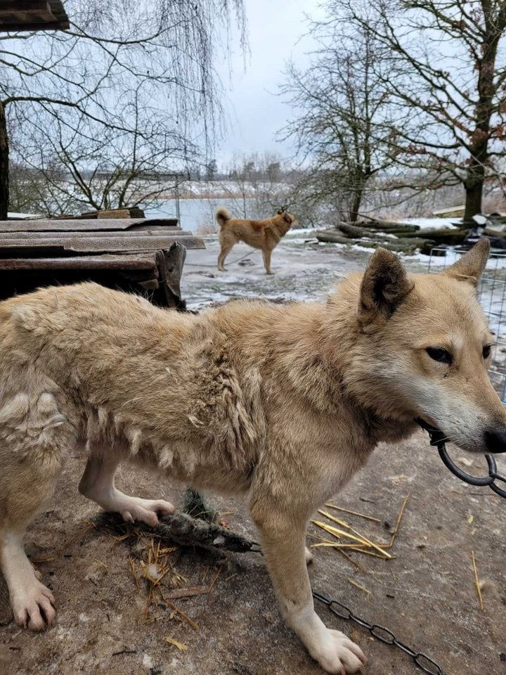  Reido metu buvo išgelbėti 54 šunys, siaubingomis sąlygomis laikyti Kėdainių rajone esančioje nelegalioje daugykloje. <br> VMVT nuotr. 