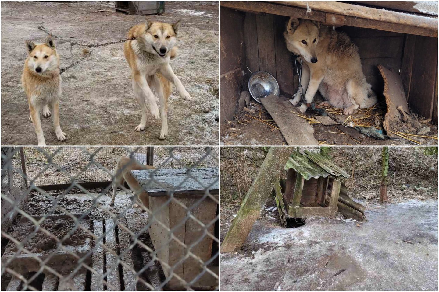  Reido metu buvo išgelbėti 54 šunys, siaubingomis sąlygomis laikyti Kėdainių rajone esančioje nelegalioje daugykloje. <br> VMVT nuotr. 