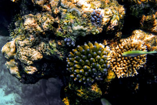 Didžiojo barjerinio rifo koralams vėl gresia blukimas