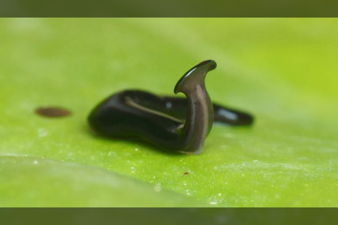  Mokslininkai atrado naują plokščiosios kūjagalvės kirmėlės rūšį, kuri šiek tiek primena miniatiūrinę karališkąją kobrą – arba galbūt mažytę gyvatę su ūsais.<br> P. Groso nuotr.