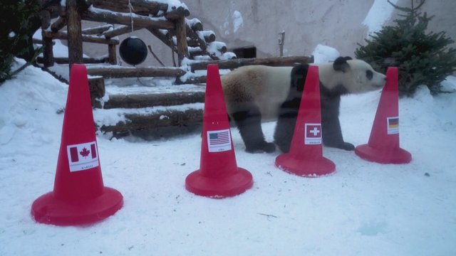 Maskvos zoologijos sodo didžiosios pandos prognozuoja, kas laimės Pekino žiemos olimpines žaidynes