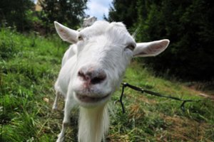 Antibiotikais savo nuožiūra gydantiems gyvūnus gresia sankcijos