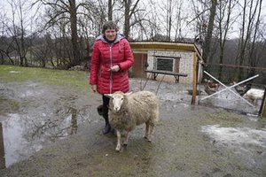 Jurbarko garsenybė – mieste vaikštinėjanti avis 