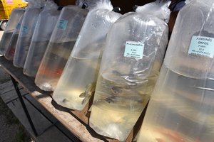 Didžiausia paramos dalis – tvariai žuvininkystei