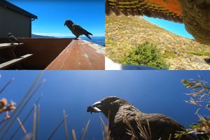 Naujausias šalies kino pasididžiavimas – iš turistų kamerą pavogusi papūga