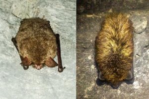 Vokiečių bunkerį okupavo šikšnosparniai: vienas iš jų Lietuvoje aptiktas vos keletą kartų