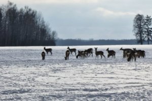 Užfiksavo ir negalėjo patikėti: vienoje vietoje Rokiškio rajone net 48 stirnos