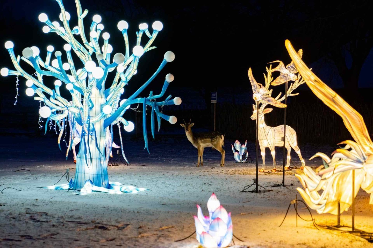 Šviesų festivalis Rumšiškėse.<br> Organizatorių nuotr.