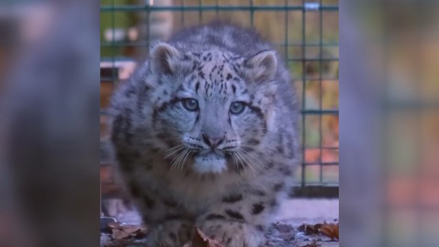 Žmonių širdis tirpdo snieginio leopardo jauniklis: žvėris atrodo lyg pūkų kamuoliukas