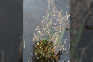 Neries upėje ir vėl pastebėta tarša smulkiomis plastiko dalelėmis