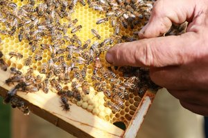 Atsakė: kaip ir kodėl naudinga registruoti bitynus