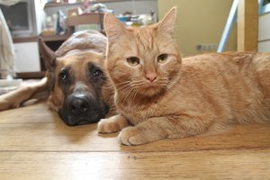 Per metus Lietuvoje augintinių skaičius padvigubėjo: atskleidė populiariausius 2021 m. šunų ir kačių vardus