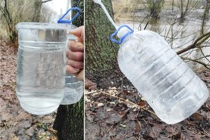 Sulos prisileisti pavyko ir žiemą: pirmosios ragavo jau sausį