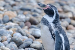 Specialistas paneigė gajų mitą apie pingvinus: ne visi jie ištikimi