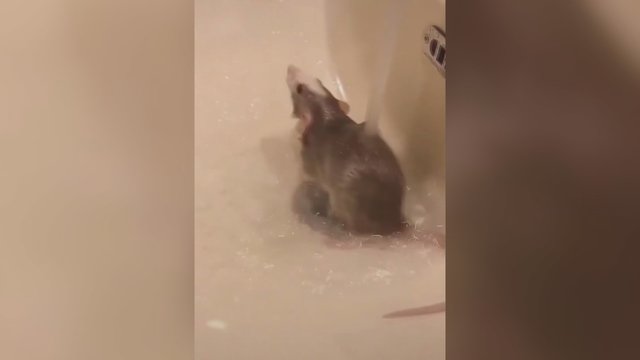 Plinta žavingas vaizdelis: užfiksuota dušu besimėgaujanti žiurkė
