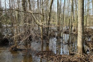 Kaišiadorių rajone griuvus užtvankai užtvindyta apie 10 ha miško 