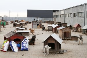 Tikrina ne tik daugintojus, bet ir gyvūnų globėjus: tvirtina, kad ir čia kartais prireikia policijos