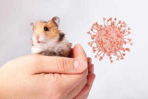 Populiarūs naminiai gyvūnėliai sukėlė COVID-19 protrūkį