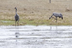 Iš šiltųjų kraštų jau grįžta paukščiai: ornitologas sako, kad ankstyvo pavasario pranašai – apgaulingi