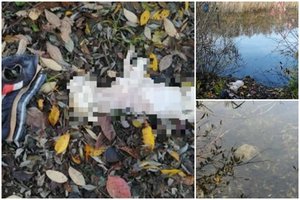 Žiaurią šuns egzekuciją Gargžduose įvykdyti paprašęs šeimininkas nubaustas bauda, o užsakymą už butelį įvykdęs vyras – areštu