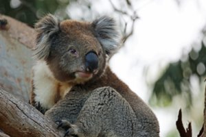 Australija paskelbė koalas „nykstančia rūšimi“