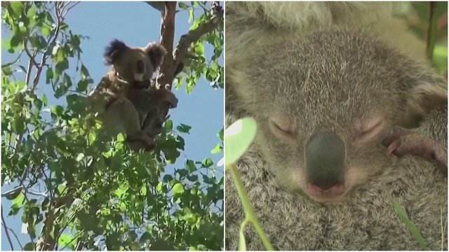 Australija įtraukia koalas į nykstančių gyvūnų sąrašą: sprendimui įtakos turėjo kelios priežastys