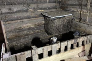 Aptiko siaubingomis sąlygomis laikomus šunis Kauno r.: 4 gyvūnų savininkas – garsi globos organizacija