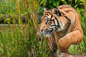 Kodėl tigrai yra būtent oranžinės spalvos?