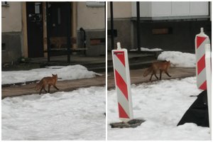 Vilniuje tarp daugiabučių užfiksavo neįprastą svečią: specialistai įspėja nedaryti šių klaidų