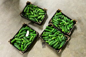 Pirmasis agurkų derlius – jau parduotuvėse: pirkėjai juos tiesiog graibsto